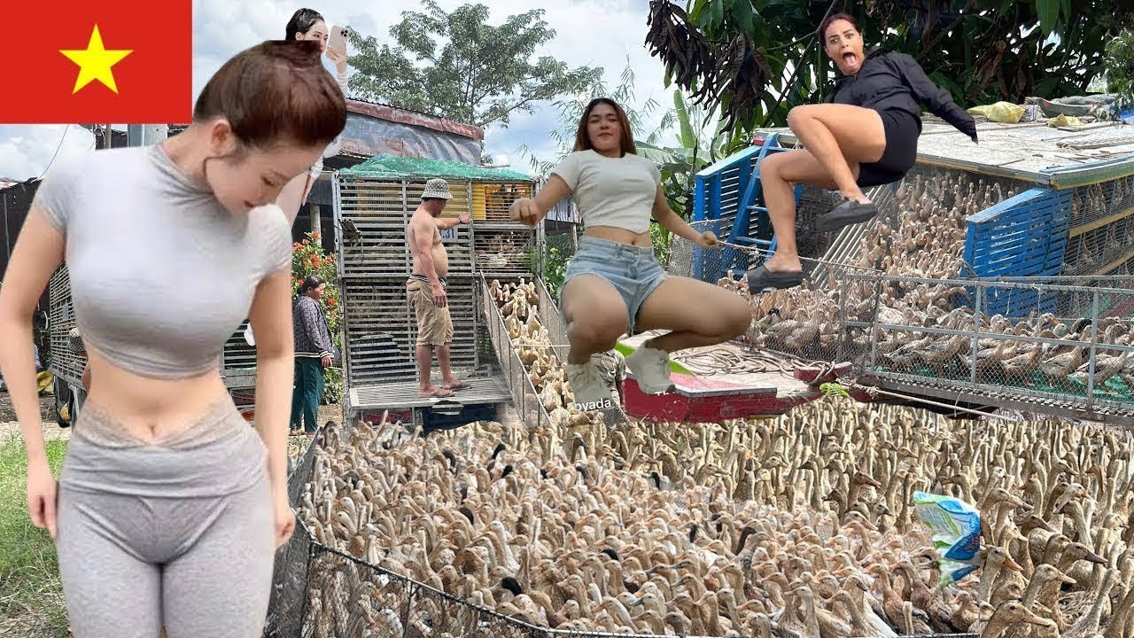 Full video: Daily life of ducks running in the fields foraging -Using trucks to transport ducks“Boat