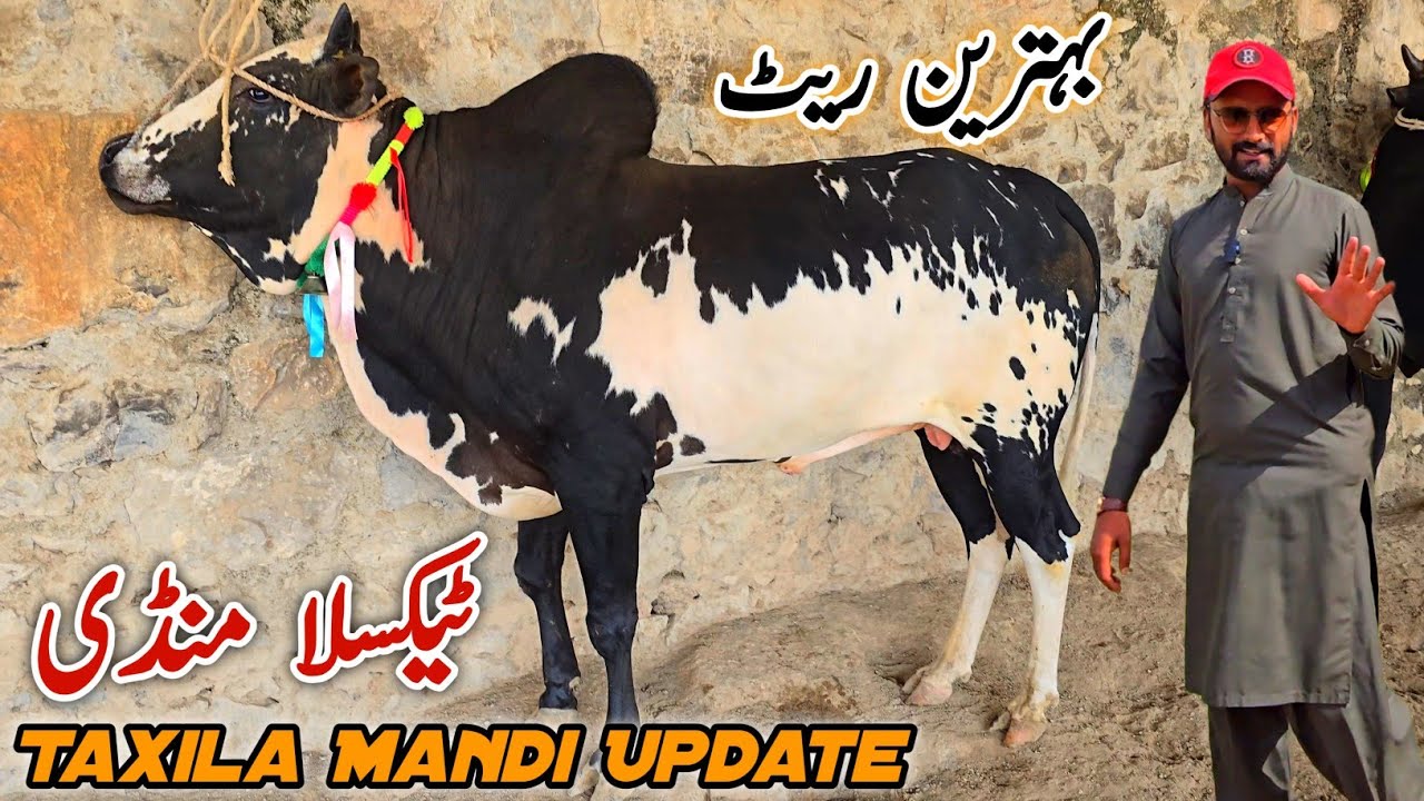 Taxila Mandi Latest Update 31 October 2025 | Fatehjangi Desi/Domail Mandi/Gondal Mandi 