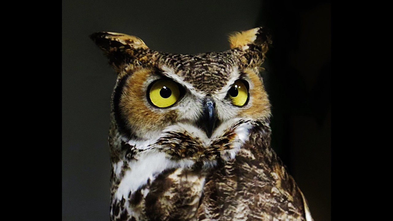 Great Horned Owls Hooting in the Neighborhood