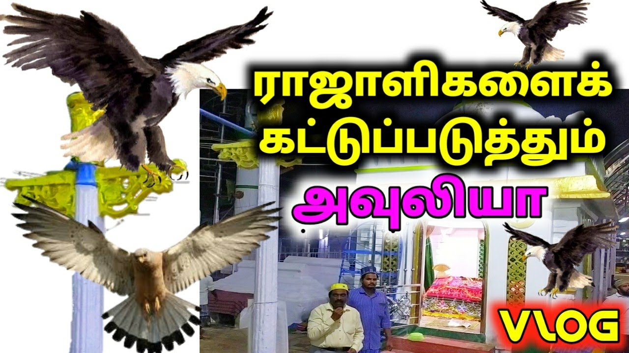 ராஜாளிகளைக் கட்டுப்படுத்தும் அவுலியா| Goripalayam Dargah vlog 2|
