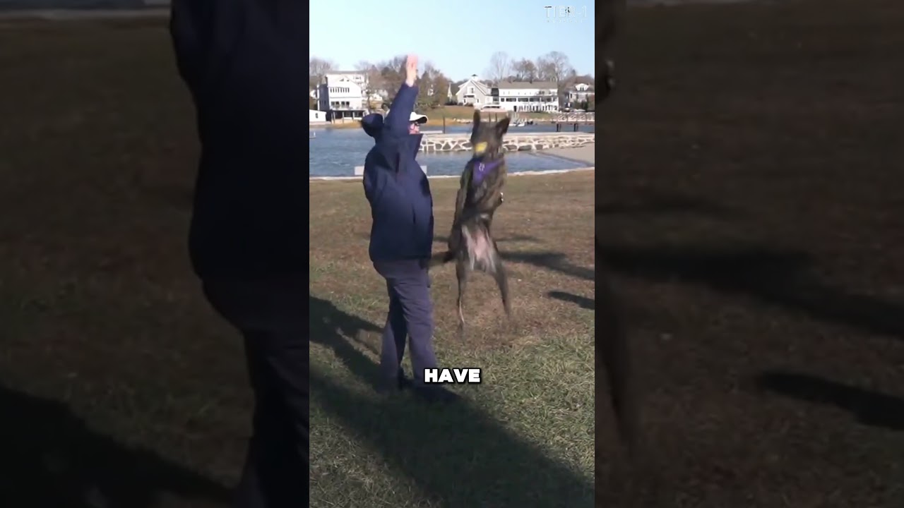 The Loyalty Of A Military Working Dog