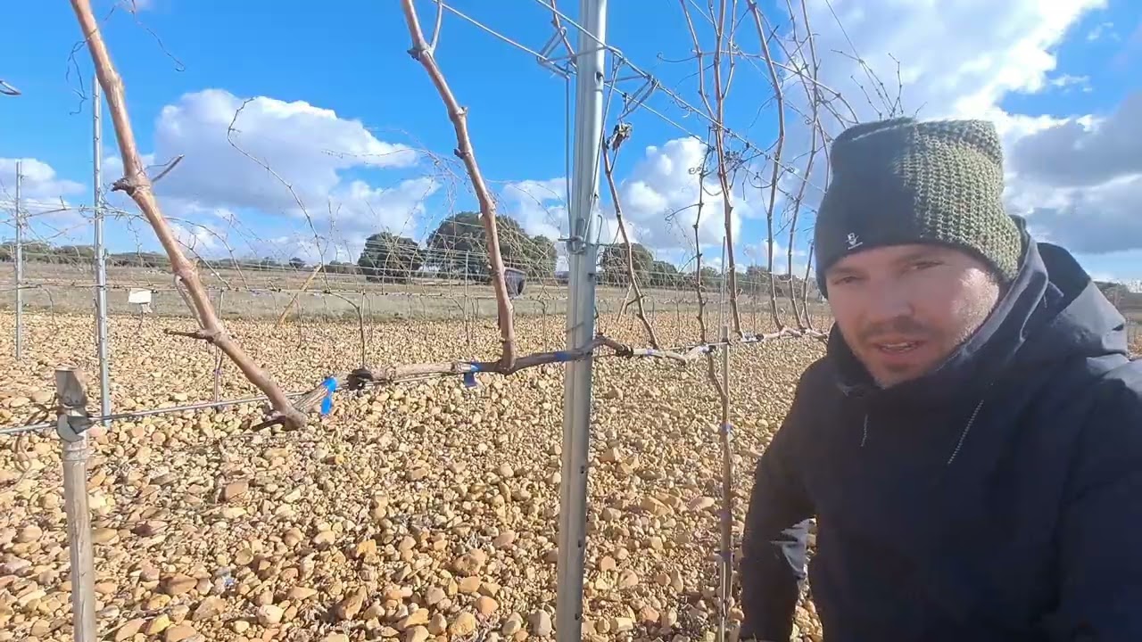 Poda en viñedo joven a cordón simple