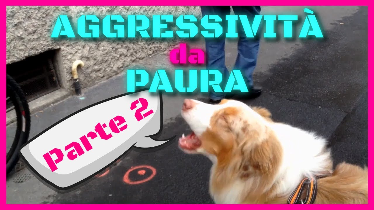 AGGRESSIVITÀ da PAURA - Cane diffidente dell'uomo?? | PARTE 2