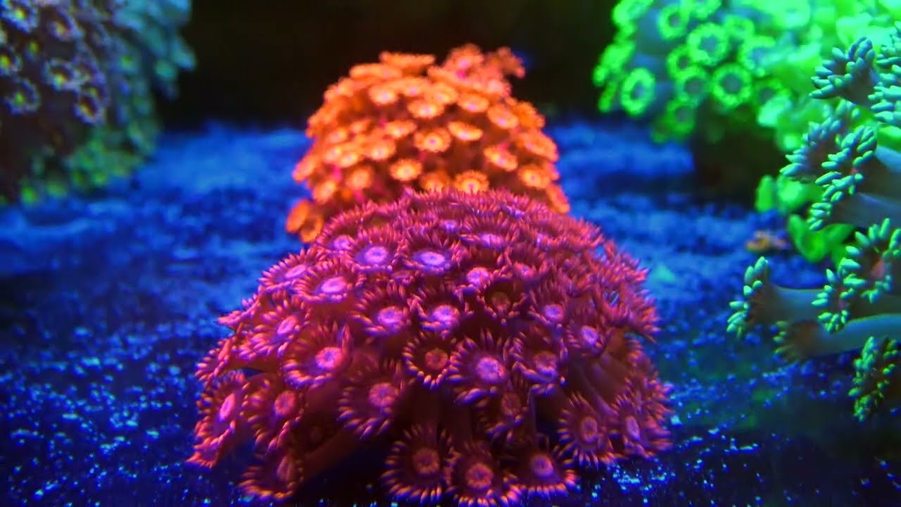 CORAL EYE CANDY @ Reef Lounge!