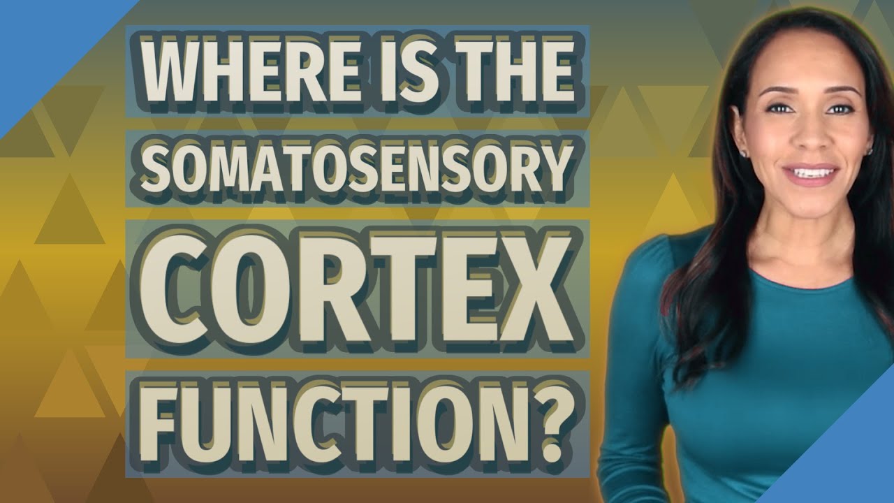Where is the somatosensory cortex function?