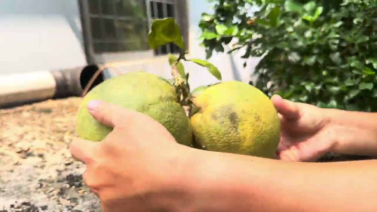🍊🍐🍐 Hái Bưởi Thanh Trà 🍋‍🟩🍋‍🟩🍎