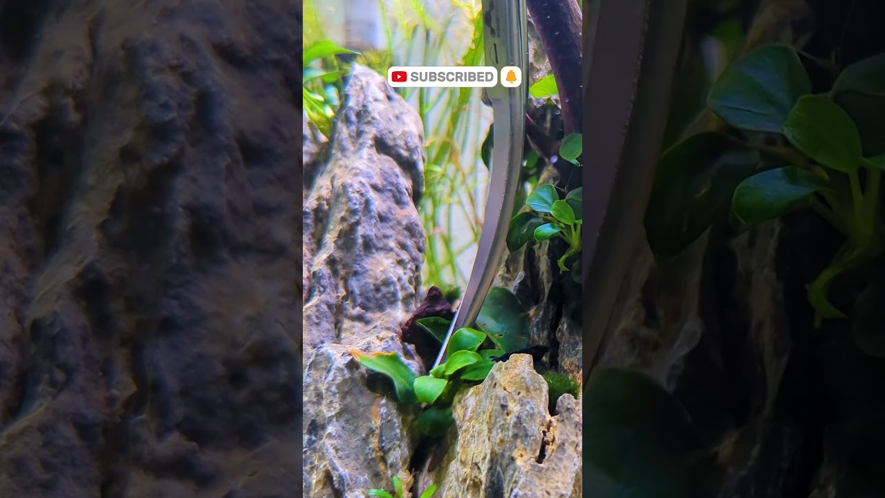 Aquarium SCISSORS Are Essential For Planted Tanks