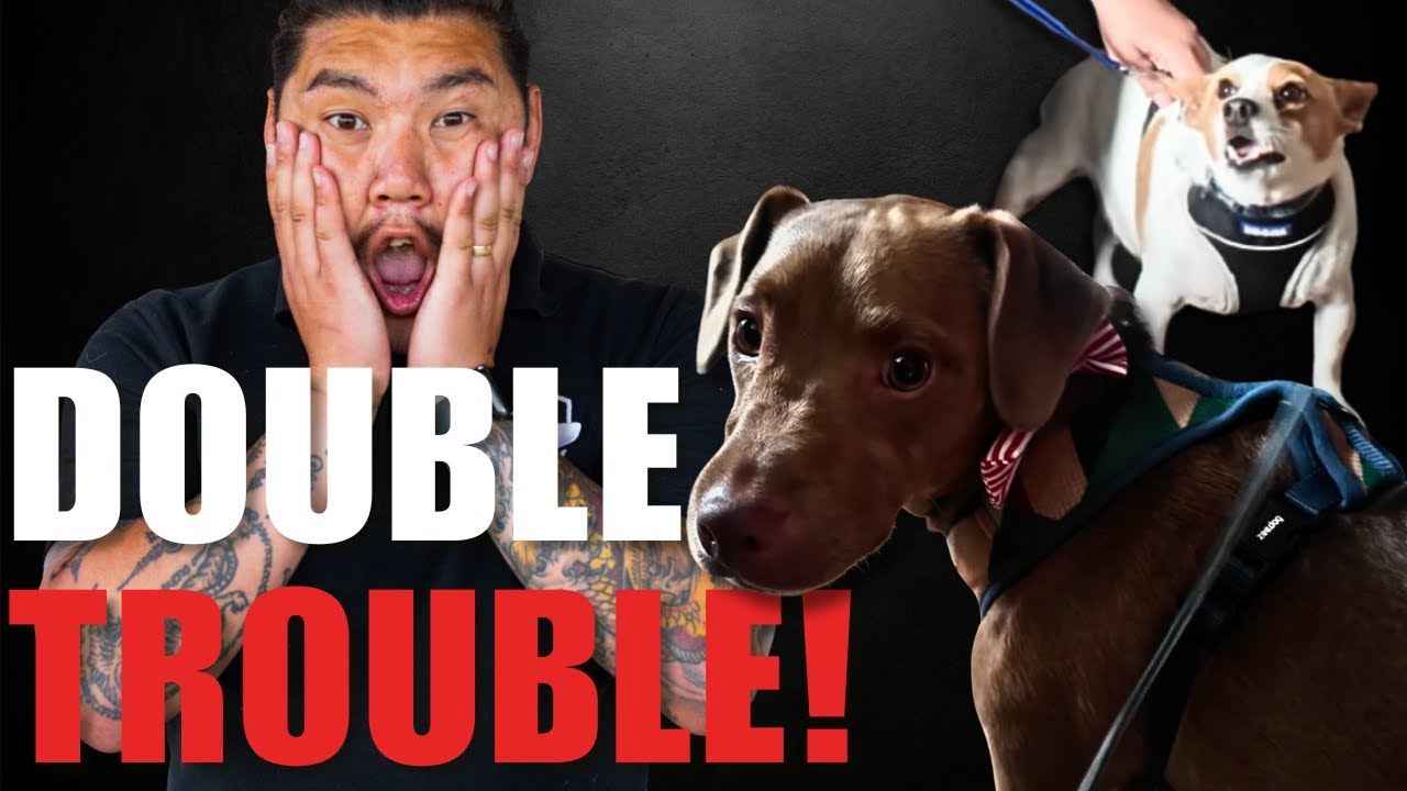 Two Troubled Dogs Learn Perfect Behaviour in One Day