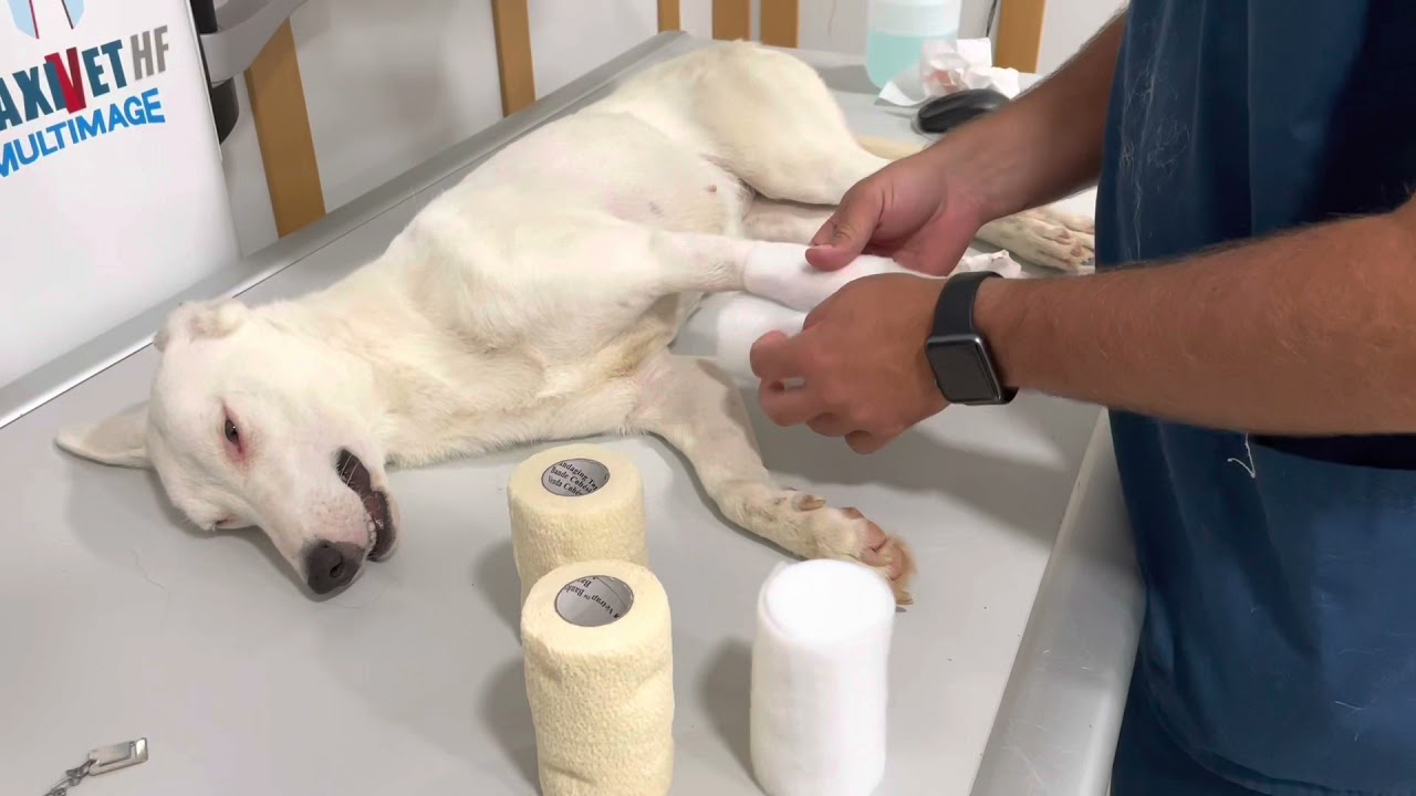 Bendaggio per lussazione gomito cane. Medicina Veterinaria