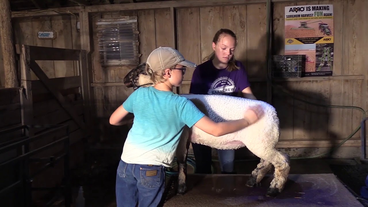 Prepping For Shearing