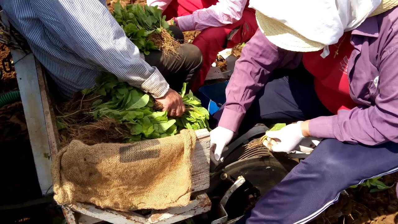 Φυτεια Καπνού Tobacco planting