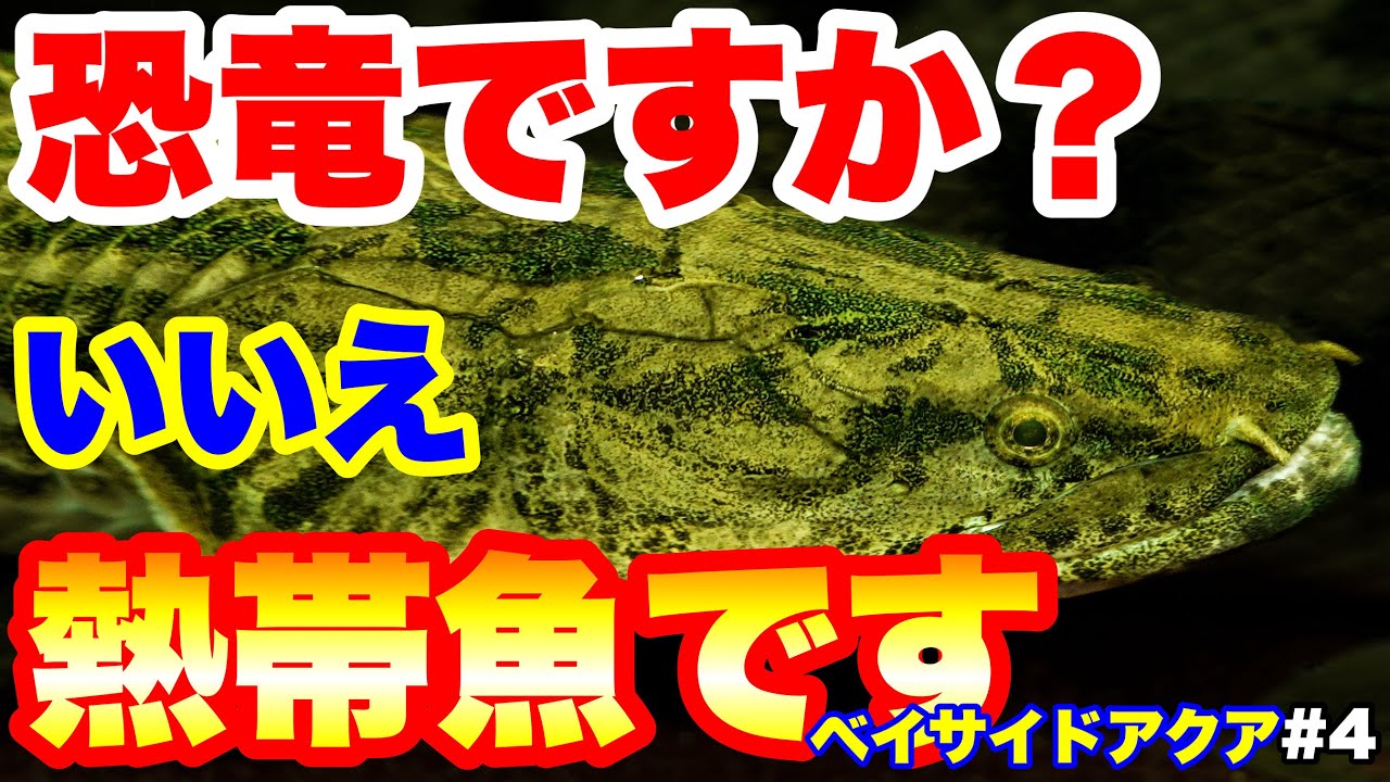 【コラボショップ訪問】#4 恐竜のような熱帯魚！タンガニーカコンギクスがヤバイ！　#大型魚 #熱帯魚 #ポリプテルス  　@Fish_Monkeys