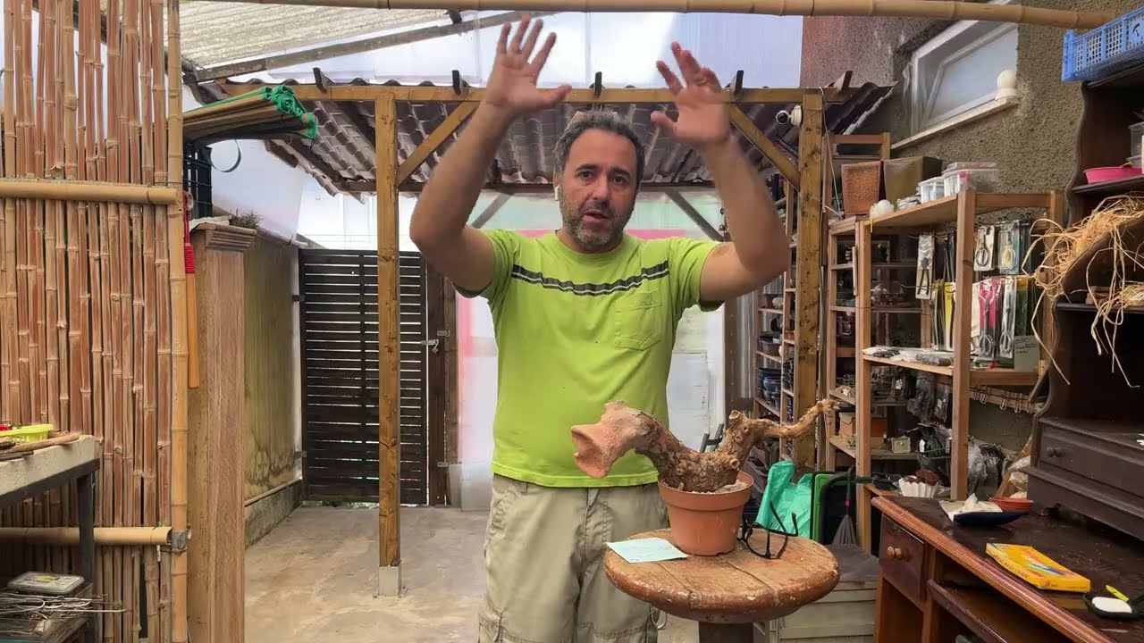 Ligustrum. De arbusto a Bonsai - Últimos trabalhos na madeira do Tanuki