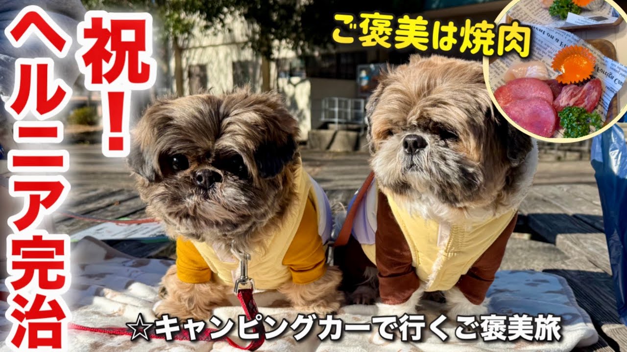 【年初め車中泊旅 後編】頑張った愛犬を喜ばせたい！海ほたるから始まる千葉～神奈川犬連れ旅