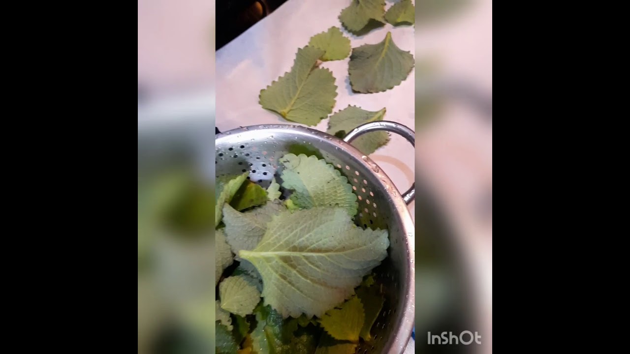 Drying and storing Home grown Cuban Oregano