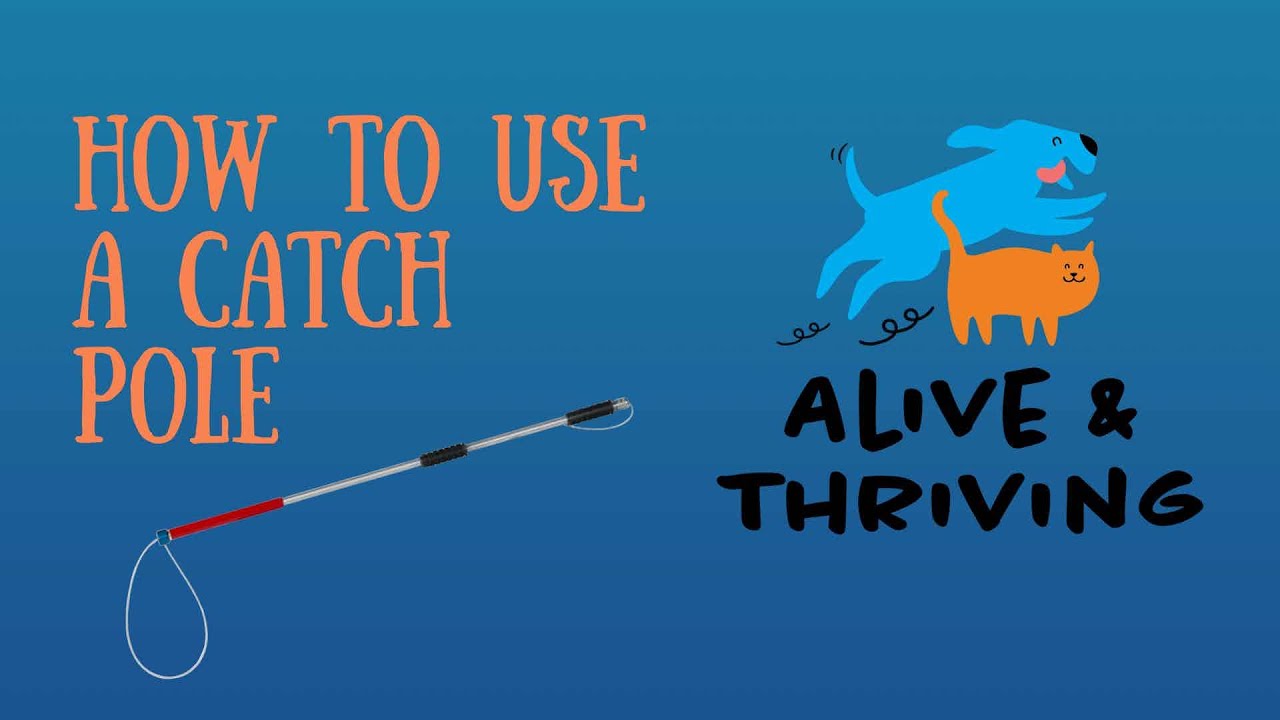How to Use a Catch Pole