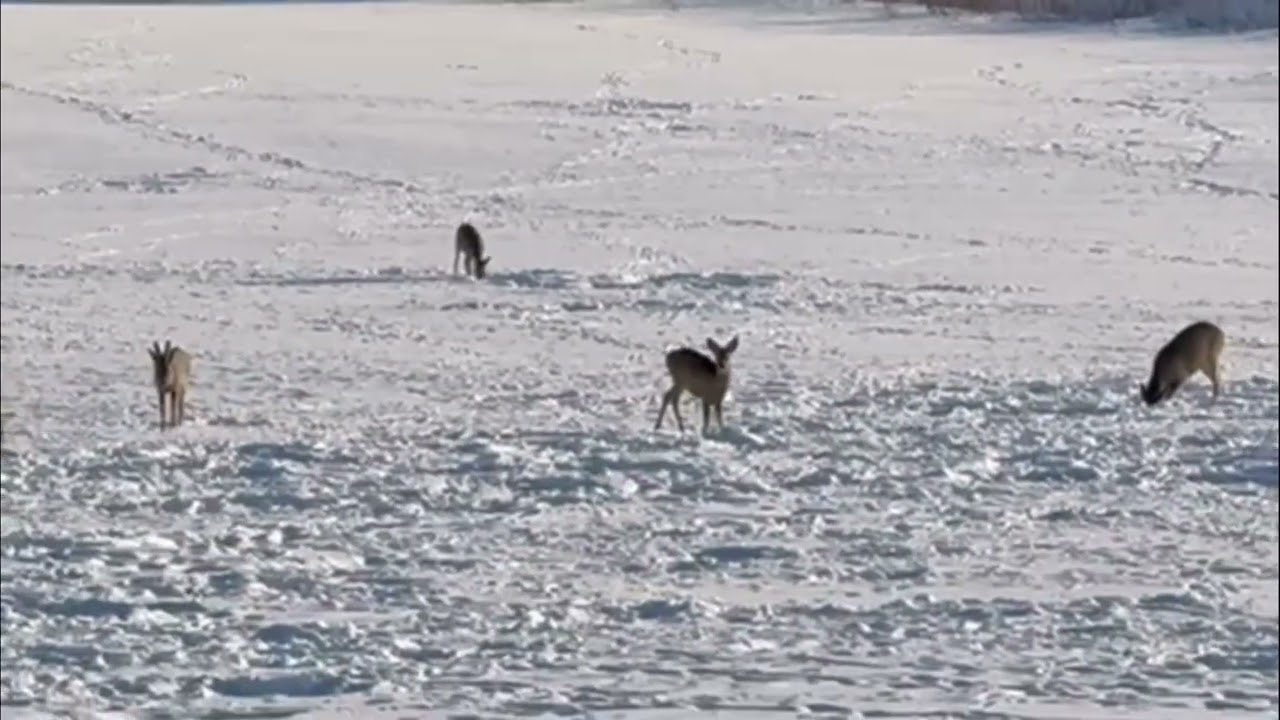 21лютого.2026.Тяжка зима,але косулі вижили!