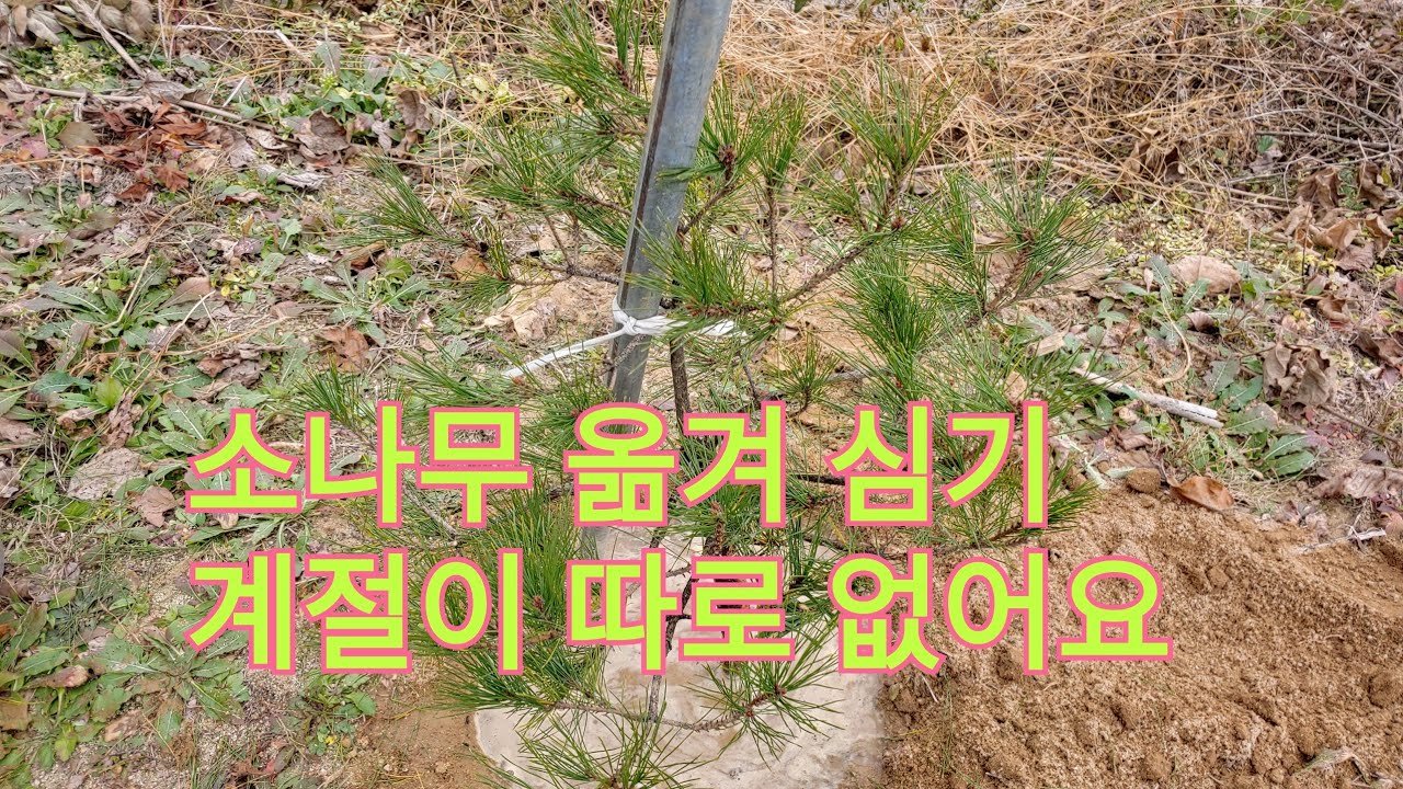 #소나무옮겨심기#소나무잘살리는방법#나무분뜨기/채취할때 이것만조심 #주목나무삽목후모습/ 지구가 망해도 소나무 한 그루