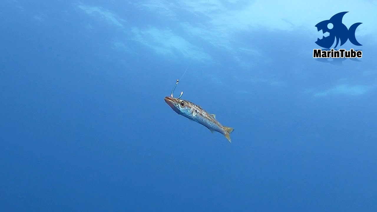 巨大魚が釣りたくてカマスを泳がせてみたら衝撃映像が撮れました #1