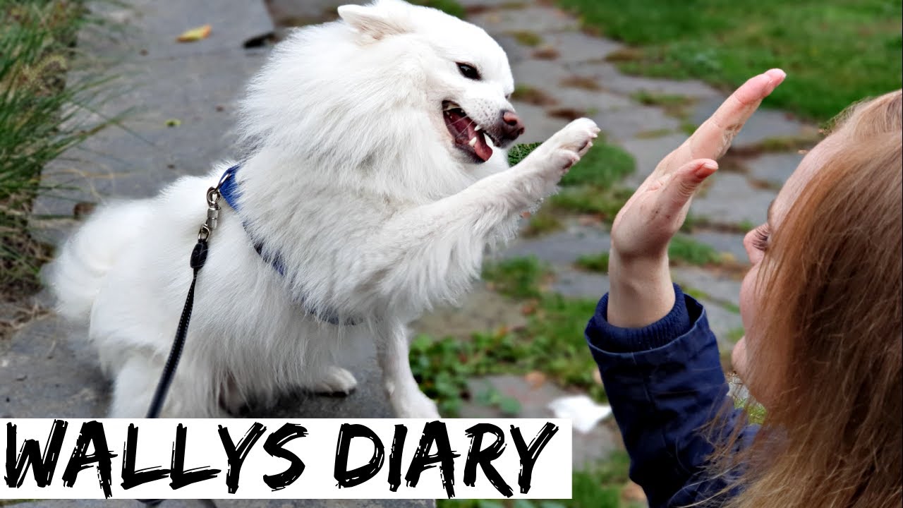 Vom Straßenhund zum Therapiehund? - Ist Mittelspitz Wally für die Soziale Arbeit geeignet?
