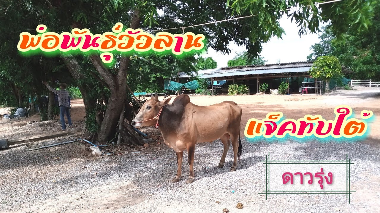 EP.6พาชม