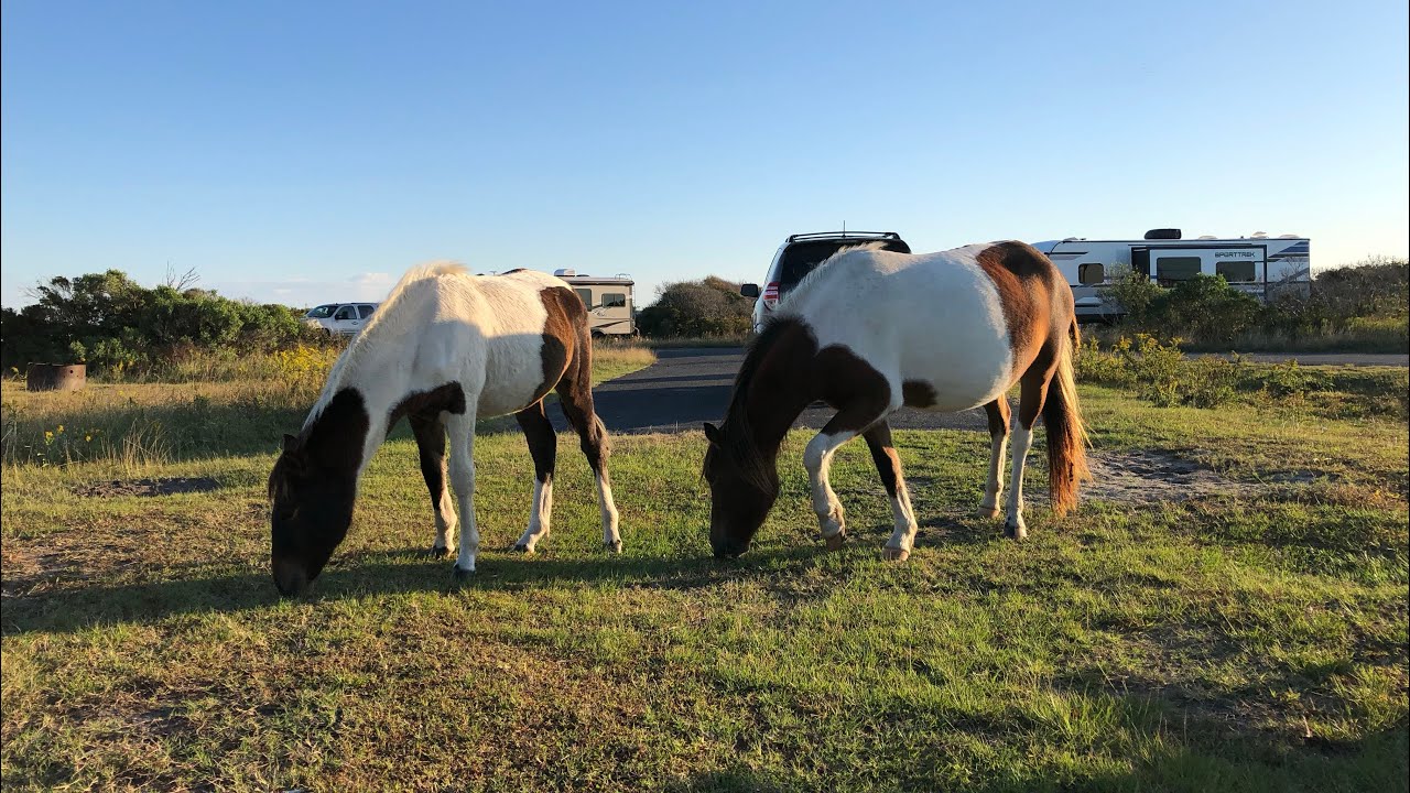 Wild Ponies of Assateague: A Delmarva Sidequest 🐴