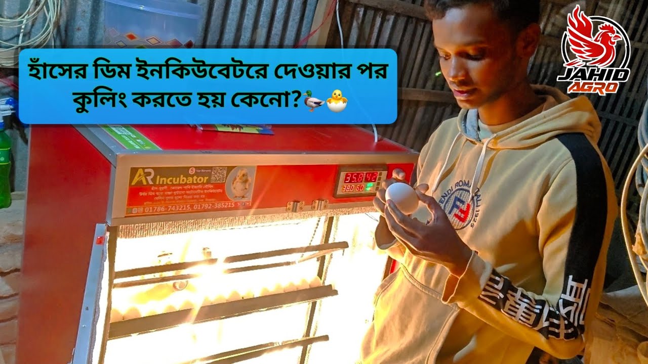 হাঁসের ডিম ইনকিউবেটরে দেওয়ার পর ৭ দিন পর থেকে কুলিং করা হয় কি কারণে?🦆🐣🌀|| Jahid Agro 