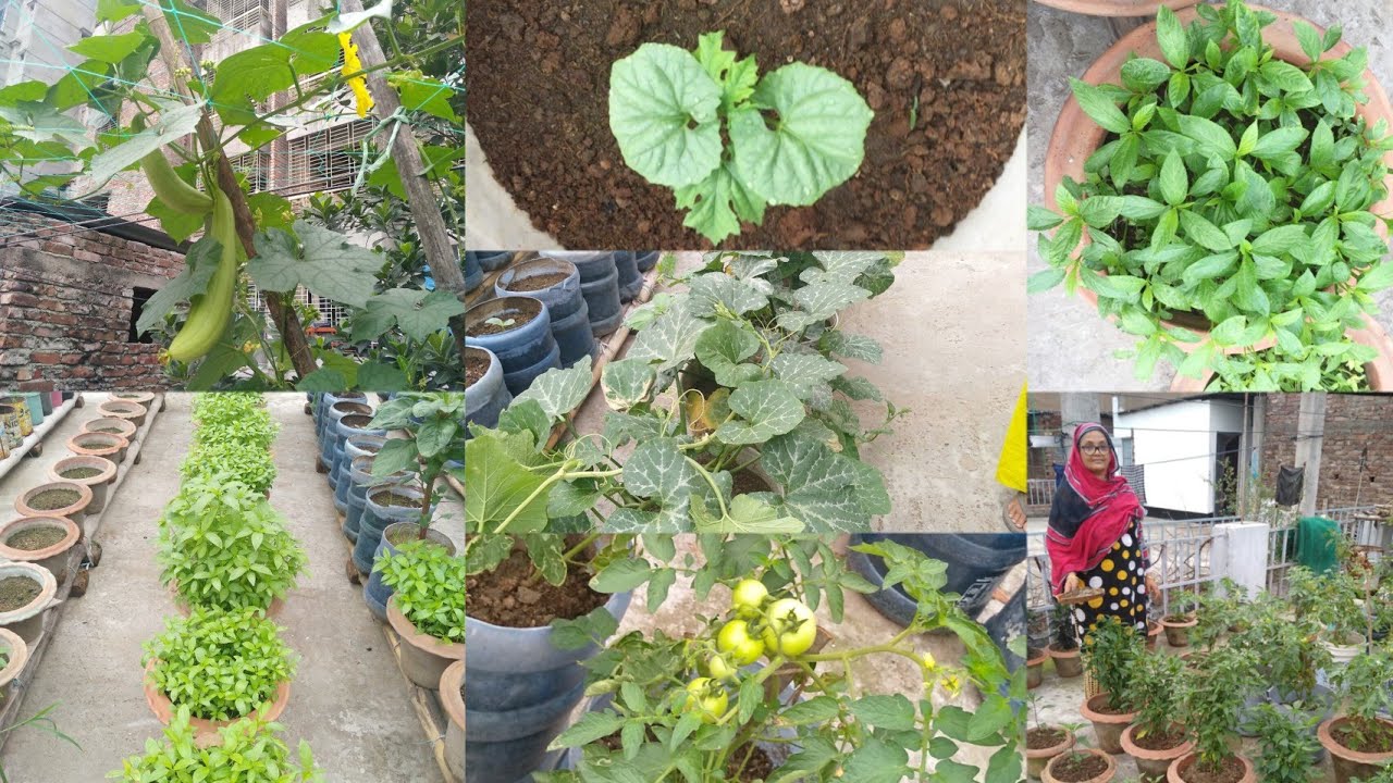 অল্প জায়গাতে চমৎকার একটি ছাদ বাগান  Our rooftop garden#rooftopgarden #বাগান #ছাদ_কৃষি #ছাদবাগান