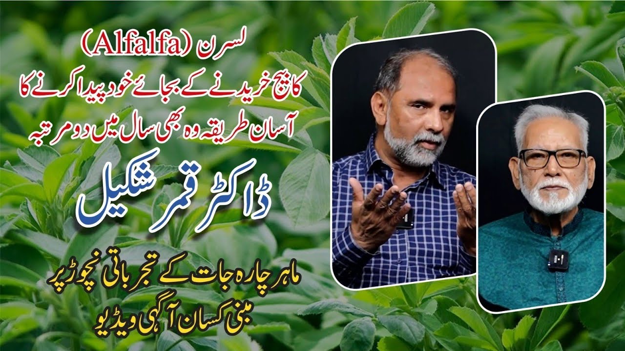 Future of Seed production of Alfalfa (Lucern) crop in Pakistan