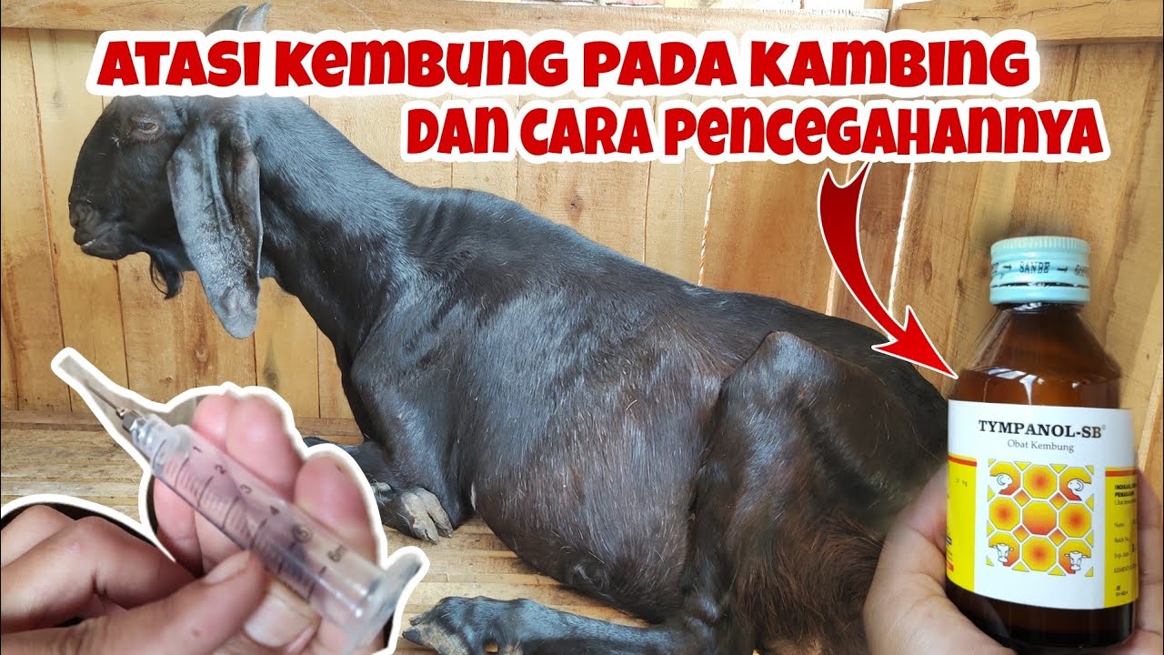 FAKTOR CUACA/PAKAN ❓cara mengatasi kembung pada kambing & pencegahanya