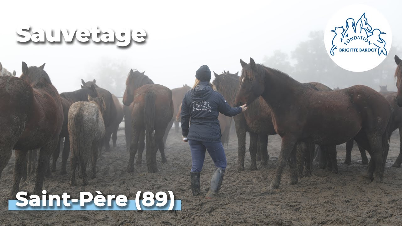 Intervention en urgence de la FBB pour prendre en charge des équidés dans l’Yonne