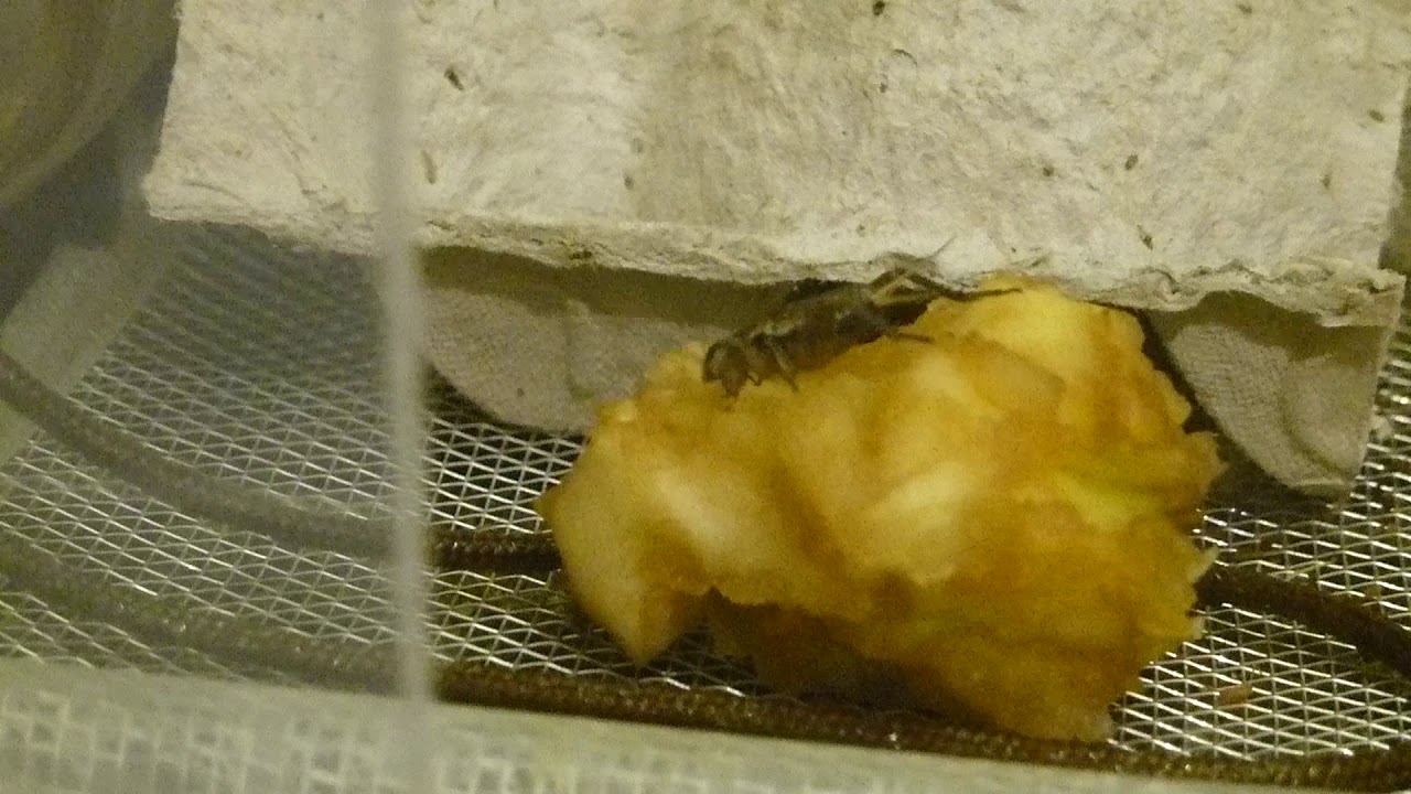 Steppengrille frisst Apfel #grillenzucht #insektenzucht #steppengrillen