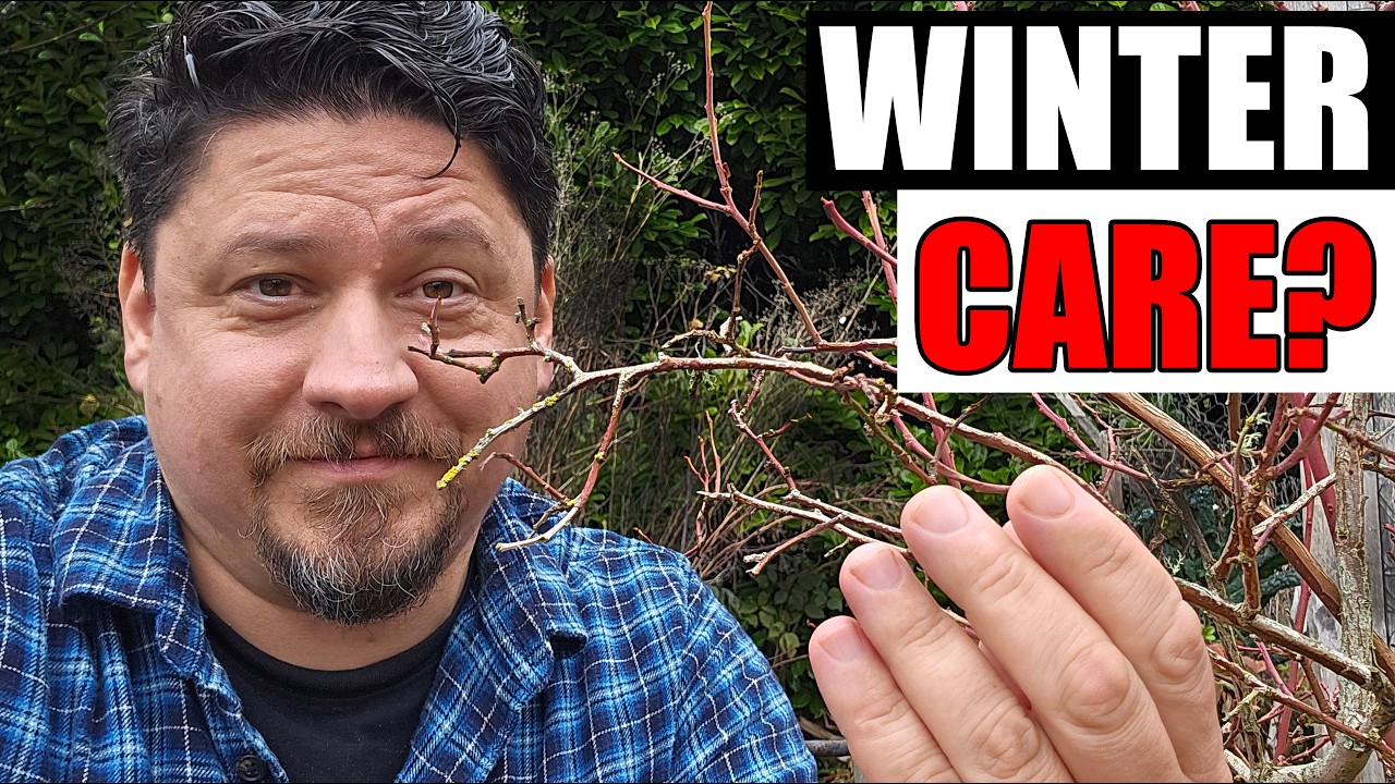 Winter Blueberry Care Must Do's!