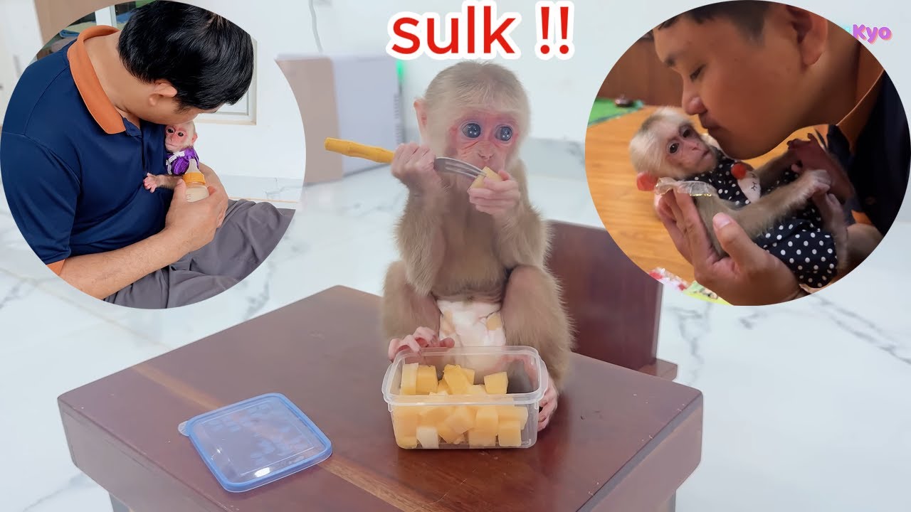 baby monkey kyo is home alone and angry with her dad for not spending as much time with her as befor