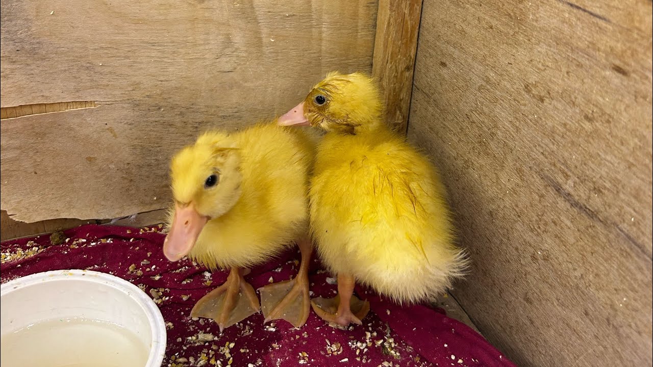 ‏ فراخ بيض الفقاسه🐣🐣👍🏻
