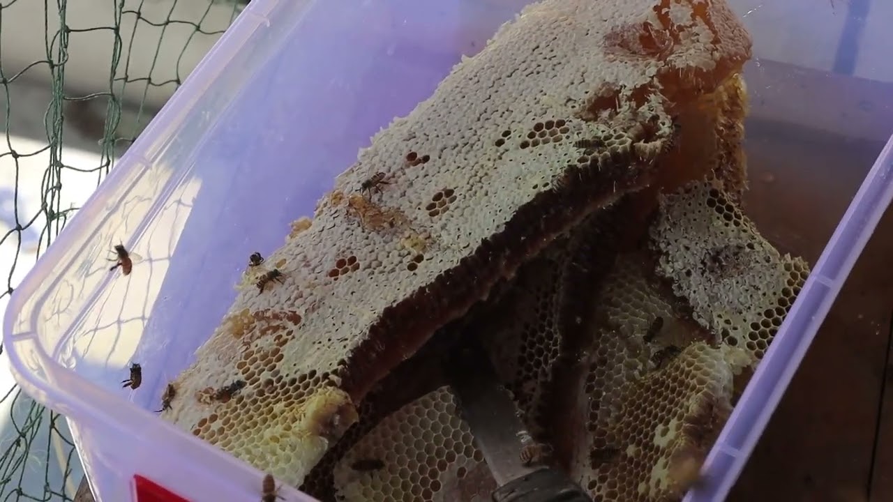 养了4年的蜂，这次割完这最后一窝应该就不养了，不是因为蜜蜂难养，主要是现在养蜂的太多了，中蜂意蜂各种蜂，十块二十块别人卖的太便宜了