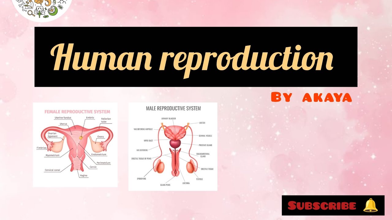 class 12th human reproduction 😀fully ncert based for revision 