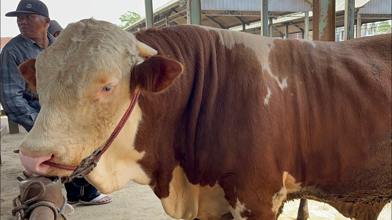 MALBOR NON POEL 740kg PASAR PON AMBARAWA