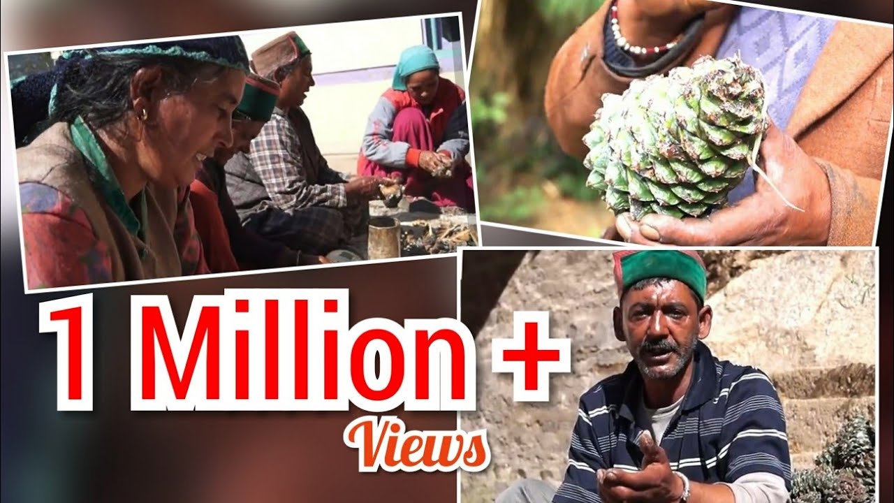 || Chilgoza (neoza):A organic dry fruit of Kinnaur|| Himachal Pradesh part 1