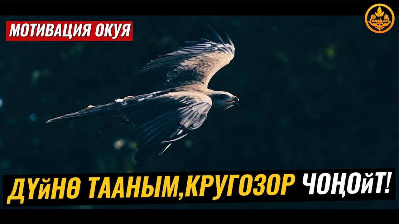 ДҮЙНӨ ТААНЫМДЫ (КРУГОЗОР) ЧОҢОЙТ! (бүркүт м-н бака окуясы). Шейх Чубак ажы