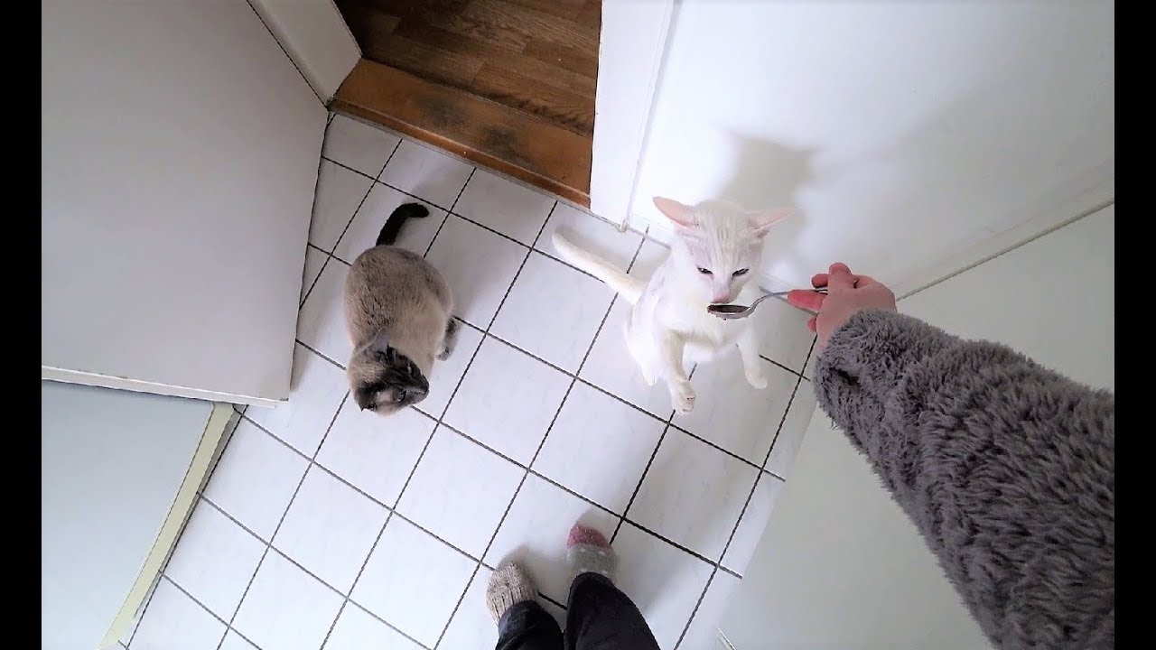 Cats Anti-Fear-Training: Extremely Loud Noise || Katzen Anti-Angst-Training: Extrem lauter Krach