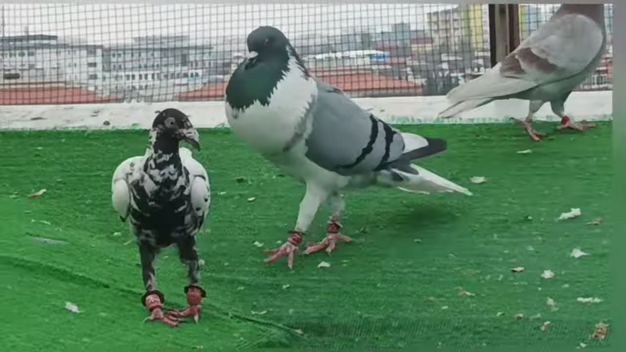 جبنا كم طير جديد 🕊️💥🕊️🕊️🕊️💥🕊️🕊️