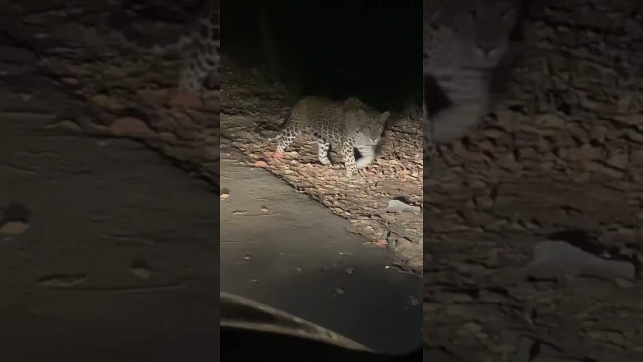 Leopard spotted at Aarey Colony #shorts