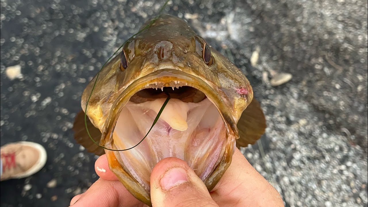 HOW TO FILET CALICO BASS (or any bass species)