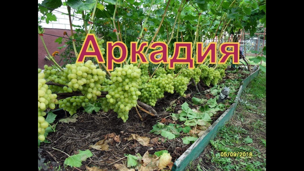 Виноград Беларуси . Лидчина . Сорт винограда -Аркадия ( Настя )