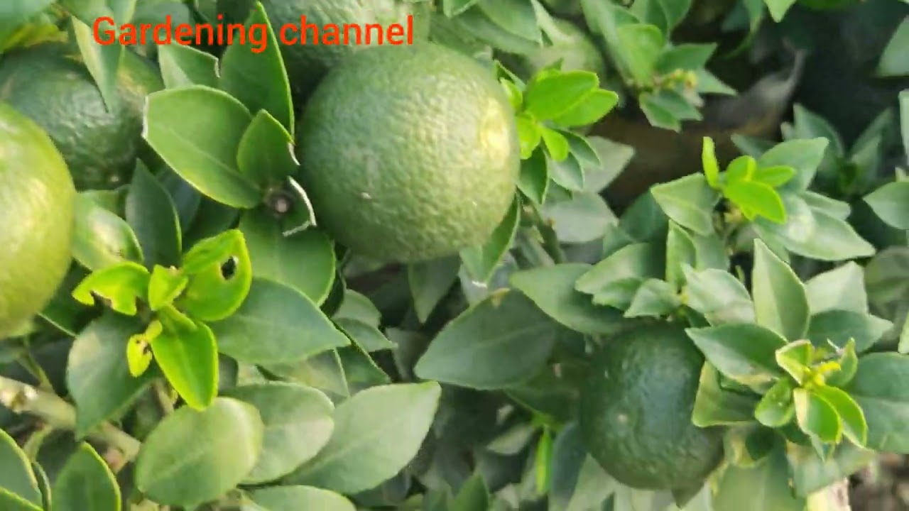 chinese mosambi plant