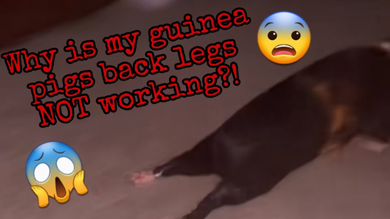Why is my Guinea Pigs Back Legs NOT Working?! EXPLANATION!