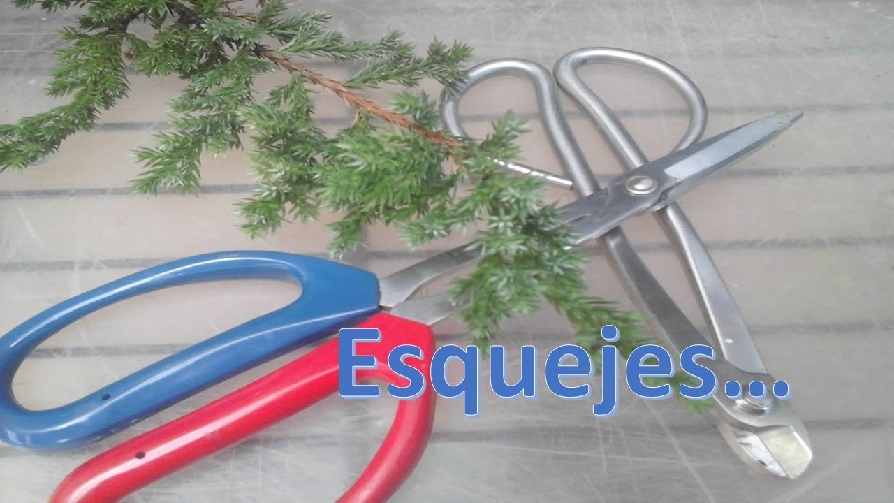 Reproducción de esquejes
