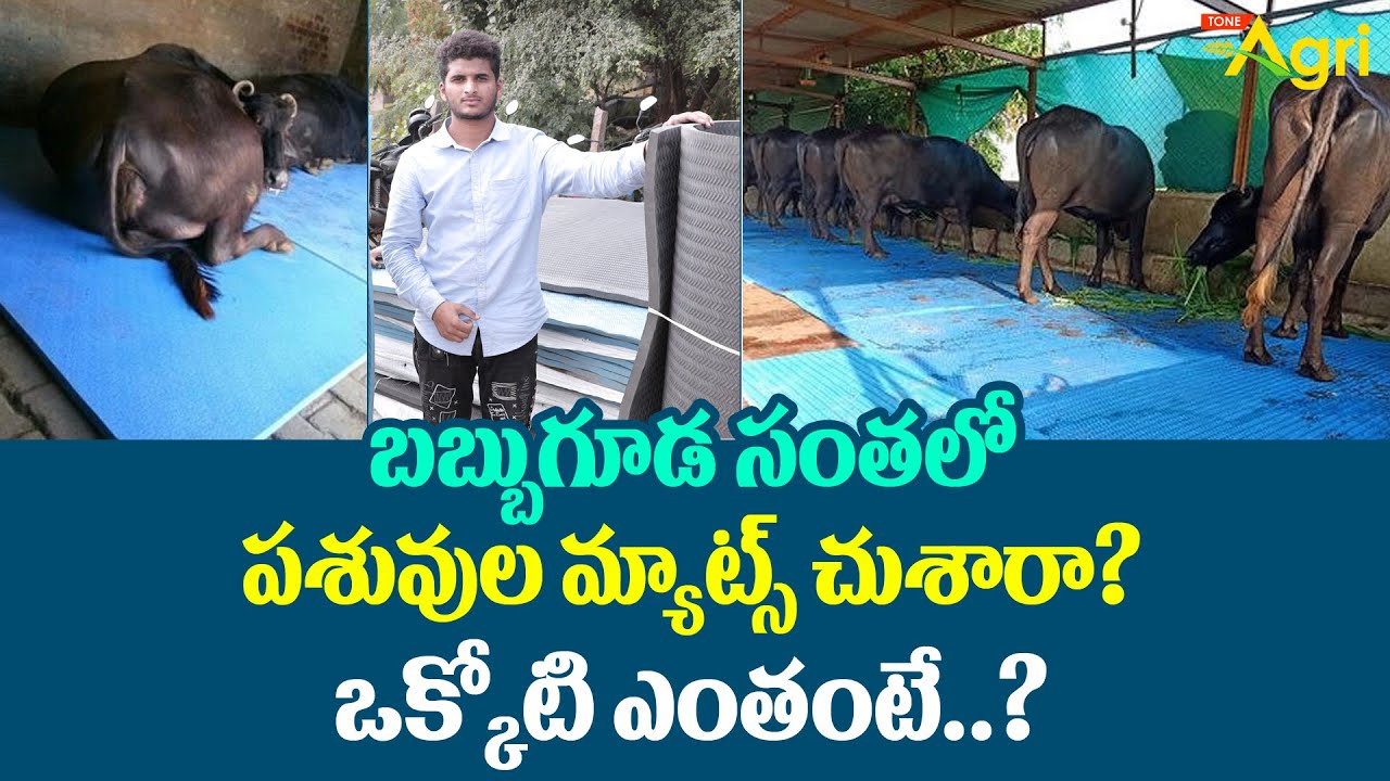 Cow and Buffalo Mats Benefits | బబ్బుగూడ సంతలో పశువుల మ్యాట్స్ చూశారా? ఒక్కోటి ఎంతంటే..? Tone Agri