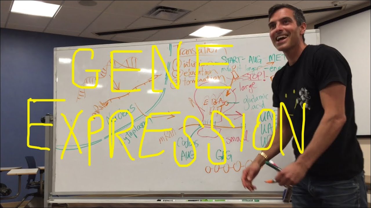 Gene Expression Simplified - General Biology - Transcription & Translation - Protein Synthesis